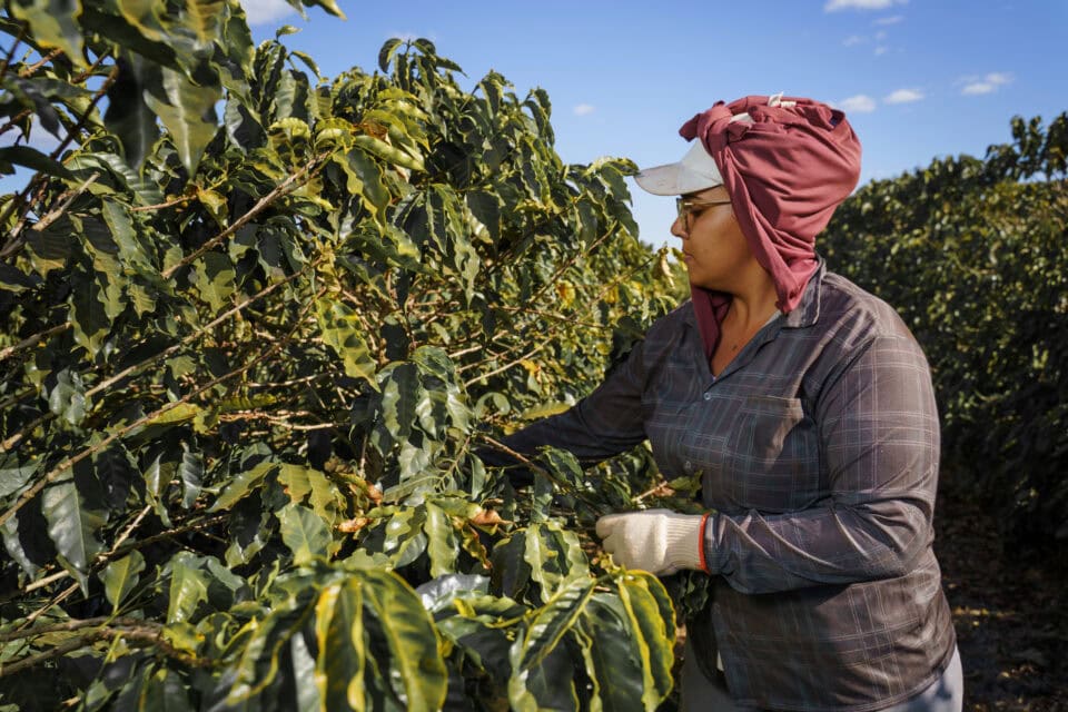 Une femme récolte des grains de café.